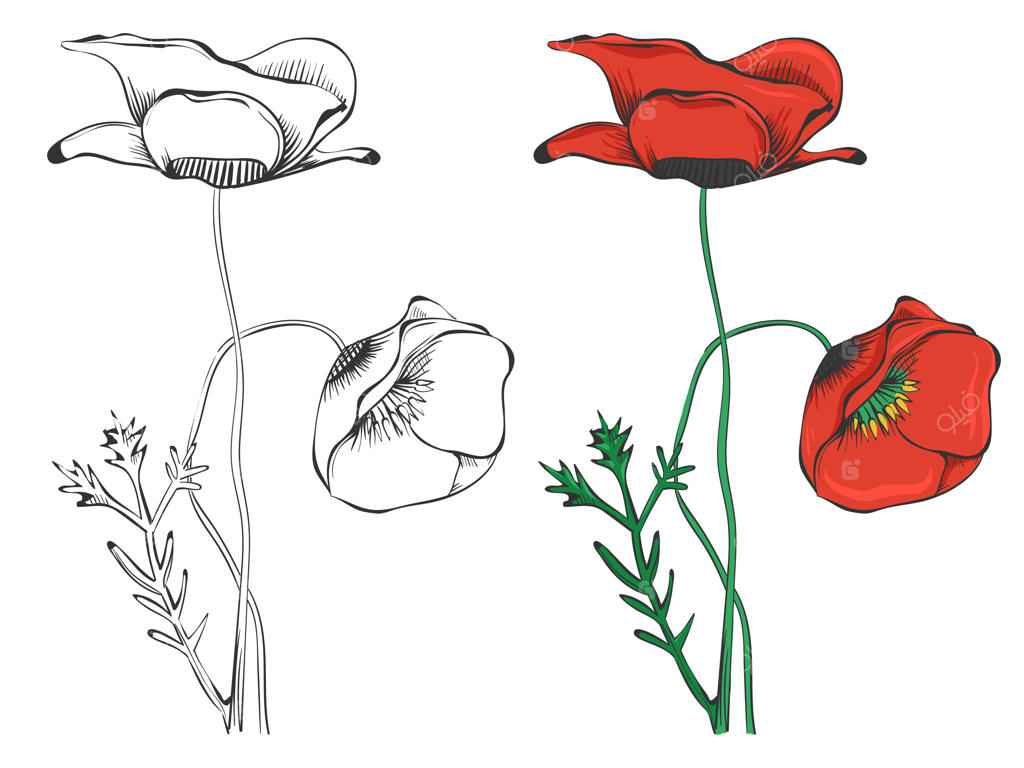 سایه‌نمای شقایق‌های سیاه