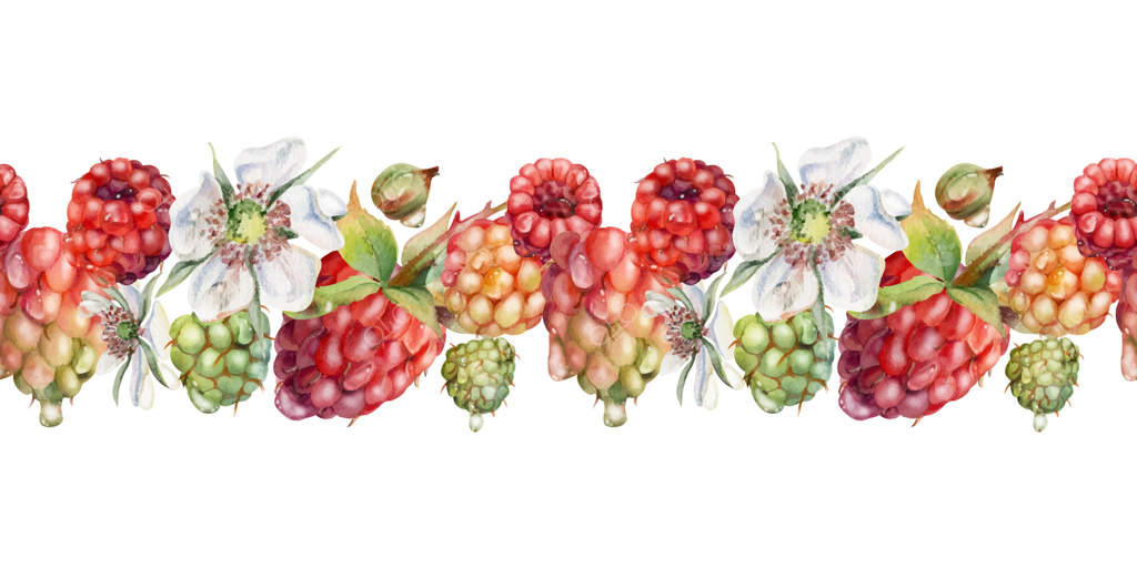 توت‌های رسیده تمشک، گل‌ها در شبنم آب، نقاشی شده با آبرنگ. بنر و گارلند یکپارچه و مستقل. مرباهای خانگی، نوار واشی پارچه‌ای، دکور فروشگاه مواد غذایی، کتاب دستور پخت، منوی دسر