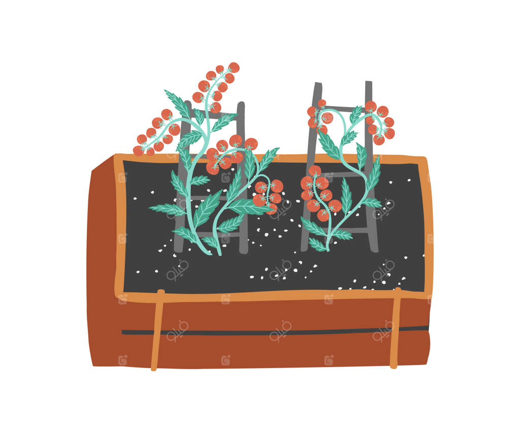 تصویر یک باغچه کوچک با بوته‌های جوان گوجه‌فرنگی که به چوب‌هایی برای استحکام تکیه داده شده‌اند. مناسب برای طرح‌های با موضوع باغبانی و کشاورزی