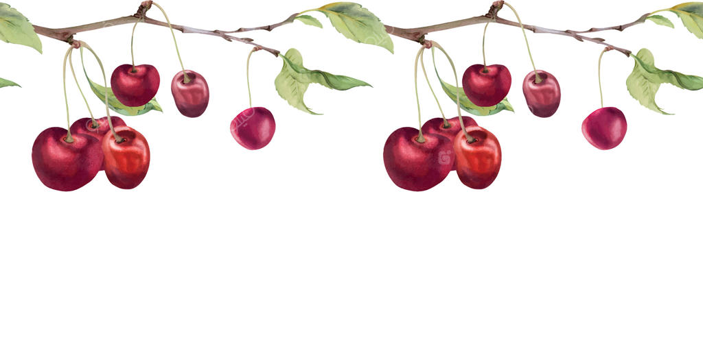 گیلاس قرمز ترش و شیرین با برگ‌های سبز، نقاشی شده با آبرنگ، میوه باغی روی شاخه‌ها. تصویر نوار گارلند یکپارچه برای رستوران، منوی کافه، عروسی و بازار کشاورزان.