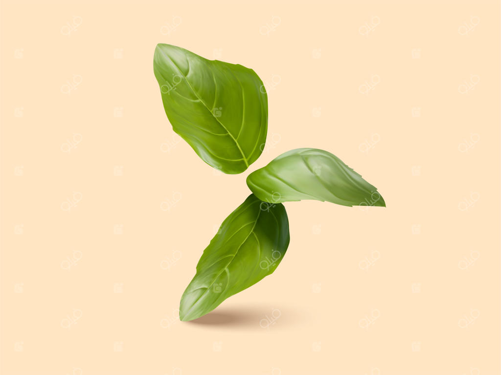 برگ‌های تازه ریحان سبز