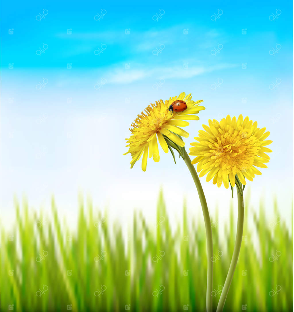 دو قاصدک زرد با کفش‌دوزک در پس‌زمینه‌ای بهاری از طبیعت.