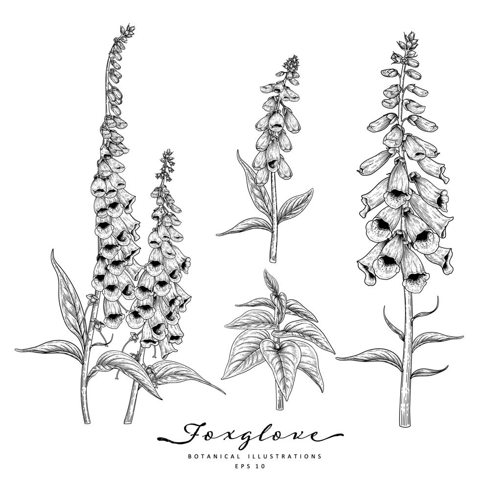 عناصر طراحی دستی گل انگشتانه