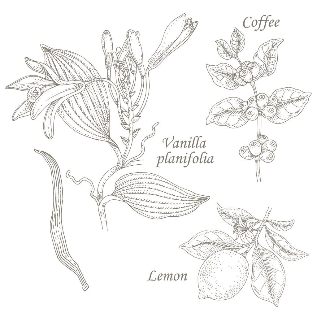 تصویری از وانیل، قهوه و لیمو.