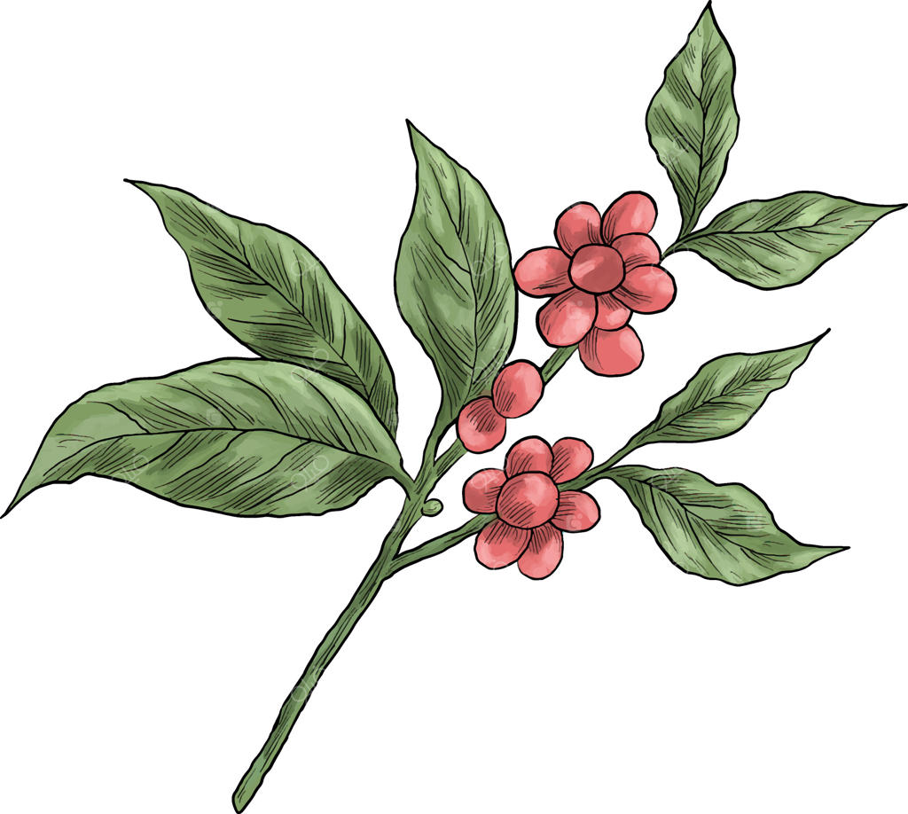 نقاشی دیجیتال شاخه گیاه قهوه