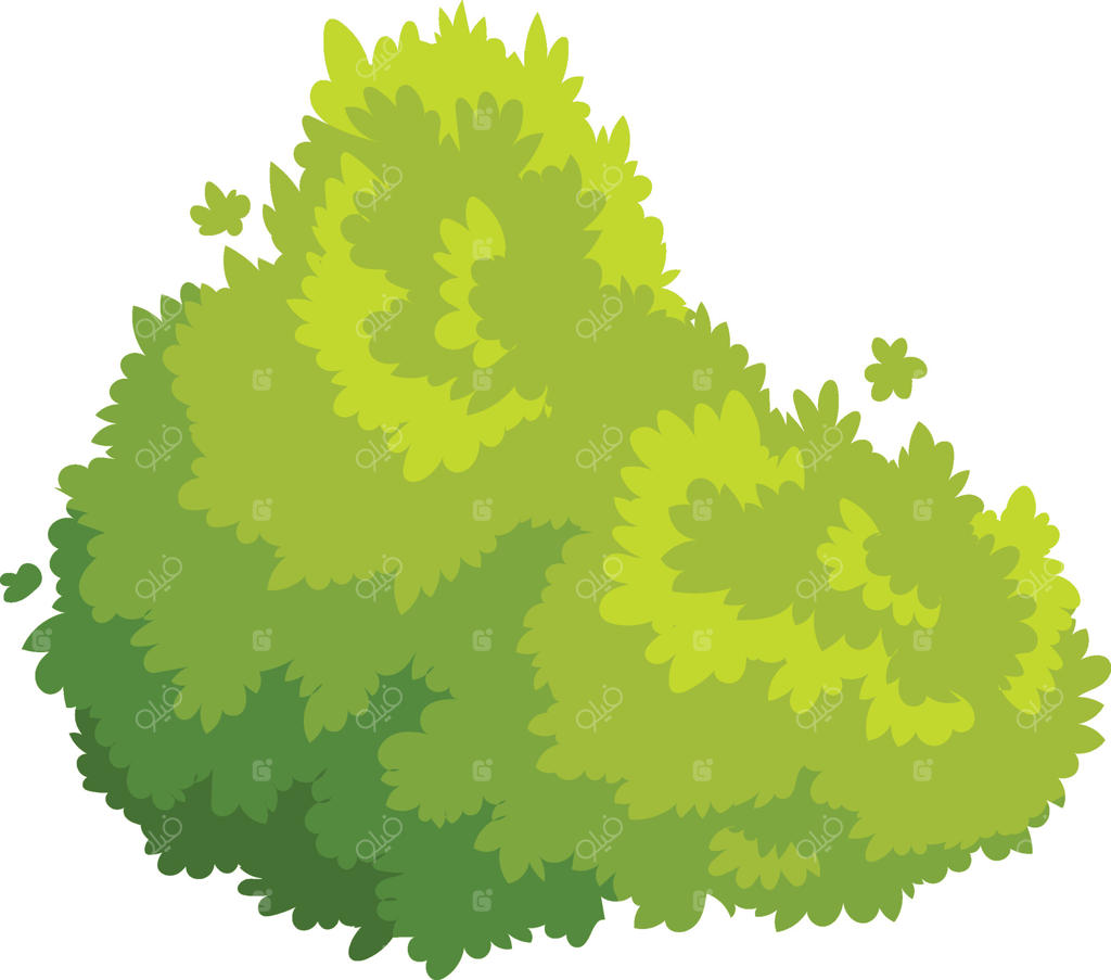 بوته‌ سبزرنگ زنده طراوت و طبیعت را به باغ‌ها و پارک‌ها می‌افزاید و فضایی آرامش‌بخش برای طراحی منظره و تزئینات ایجاد می‌کند.