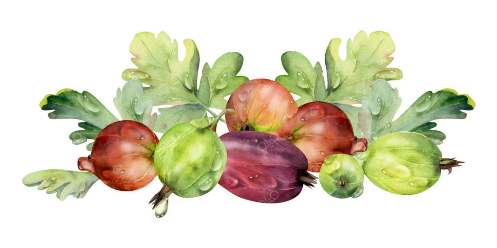 انگور فرنگی، برگ‌های توت‌فرنگی، قطرات شبنم در آب، شابیزک رسیده، توت قرمز، شکرقرمز. نقاشی گیاهی در سبک آبرنگ، طراحی دست. مناسب برای منوی رستوران، دسر و بازار کشاورزها.