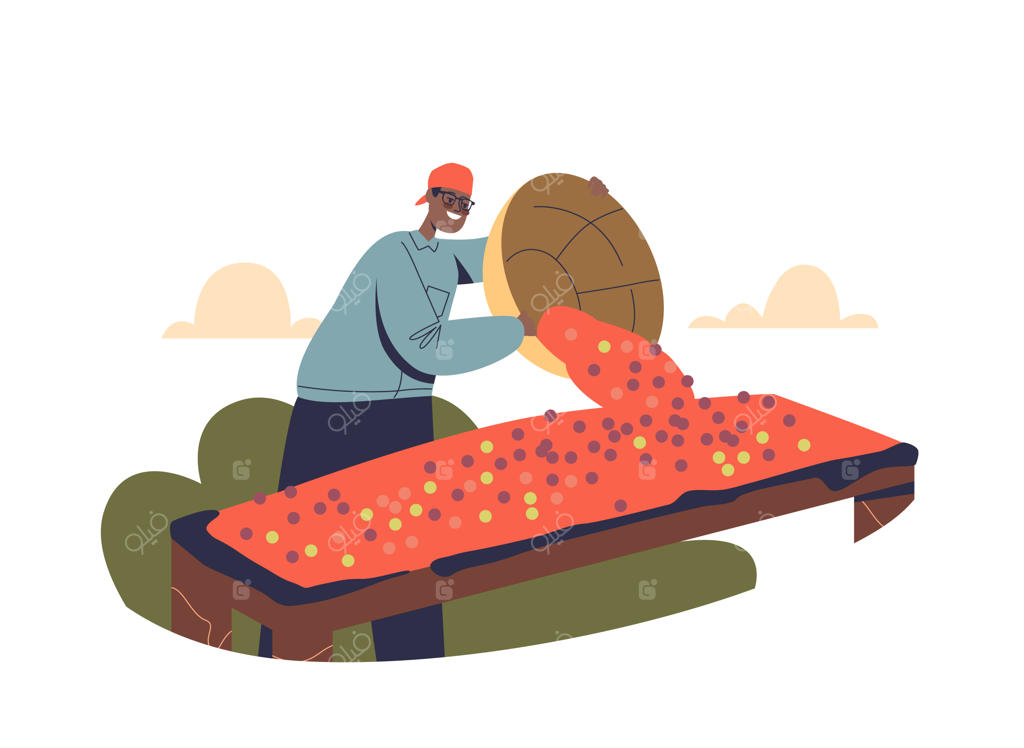 کشاورز مرد قهوه دانه‌های قهوه را در مزرعه خشک می‌کند؛ تولید قهوه پس از برداشت از مزرعه