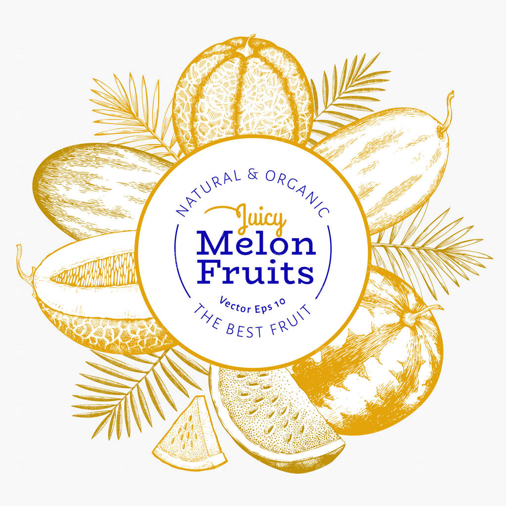 طرح قالب خربزه و هندوانه با برگ‌های گرمسیری. تصویر میوه‌های استوایی با دست کشیده شده به سبک حکاکی.