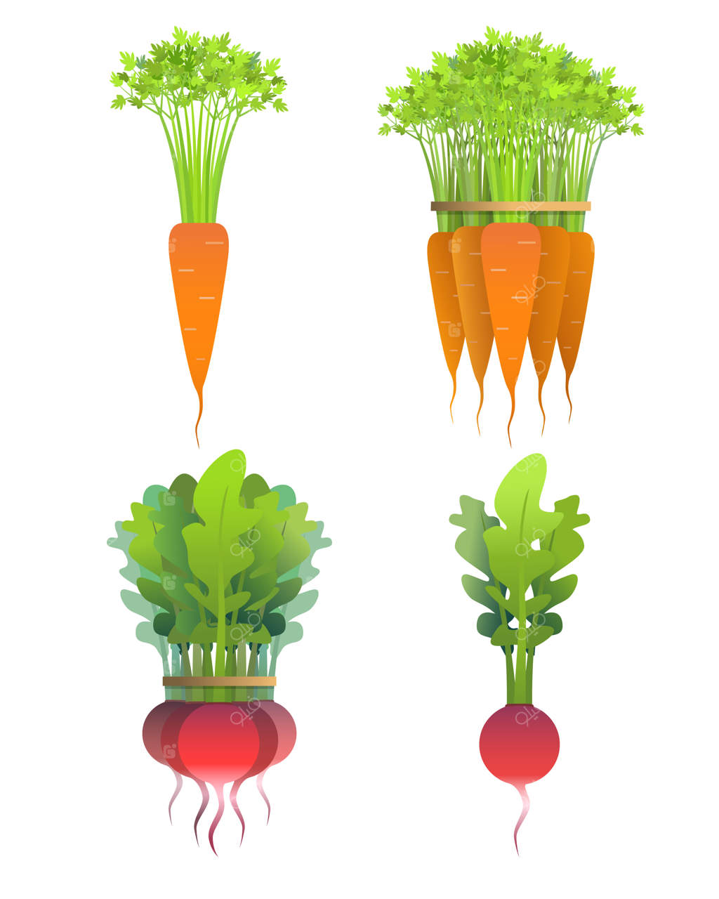 تربچه و هویج تازه روی پس‌زمینه‌ای جداگانه: یکی و یک دسته.