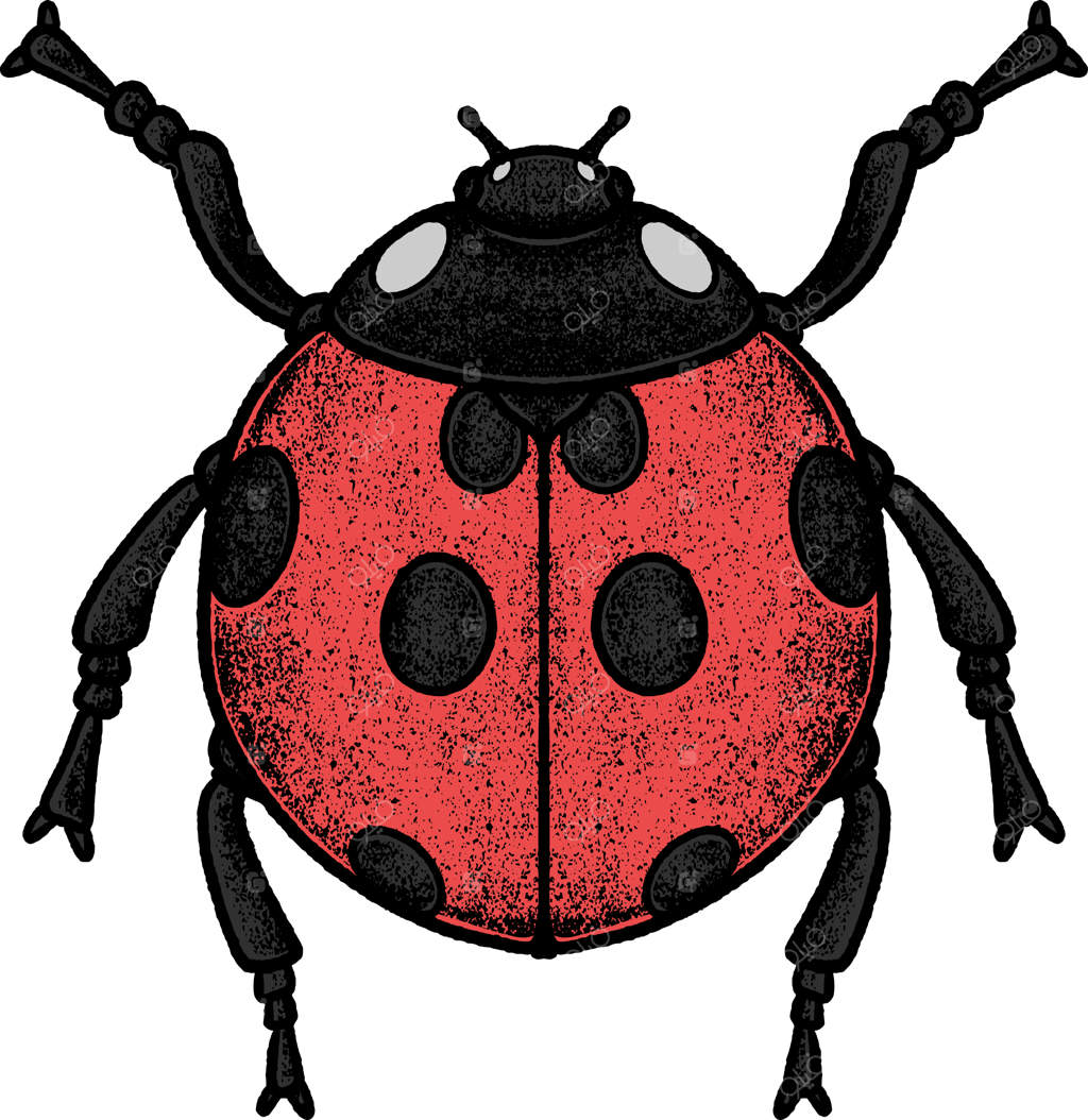 تصویرسازی کفشدوزک‌ها