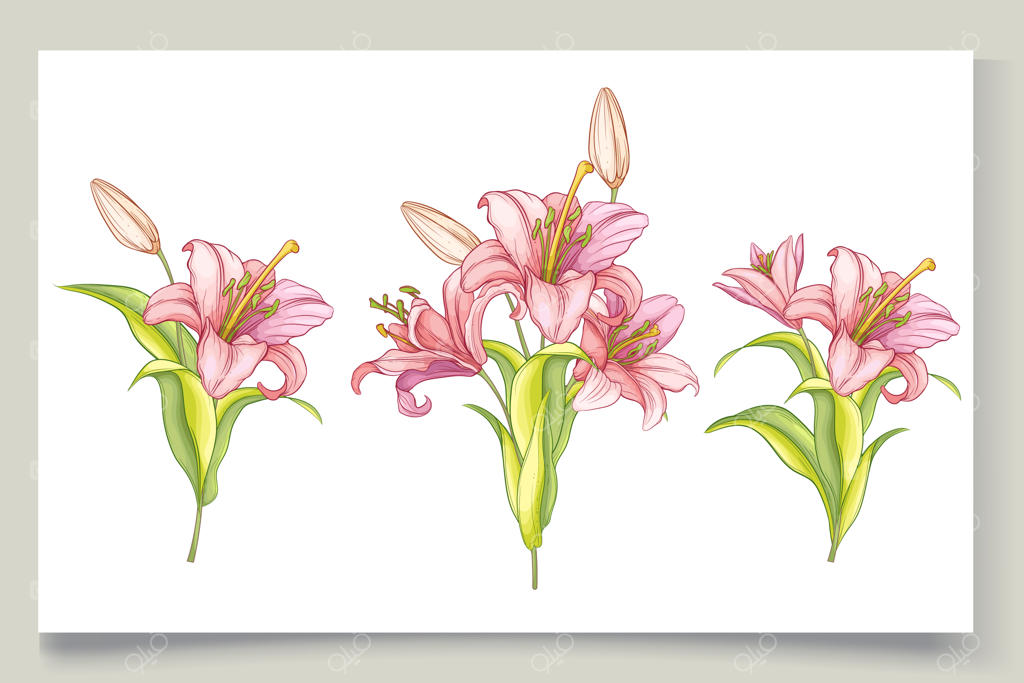 تصویر زیبای گل های نیلوفر با طراحی دستی