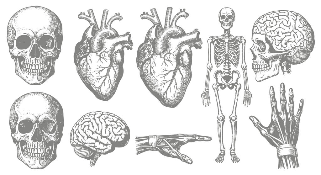 مجموعه آناتومی انسان: جمجمه همراه با قلب، مغز و اسکلت.