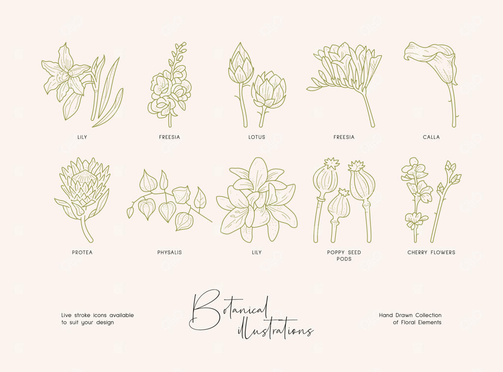 مجموعه‌ای از نقاشی‌های دقیق گیاهان وحشی در حال شکوفه‌دهی: تصاویر دست‌کشیده گیاهان