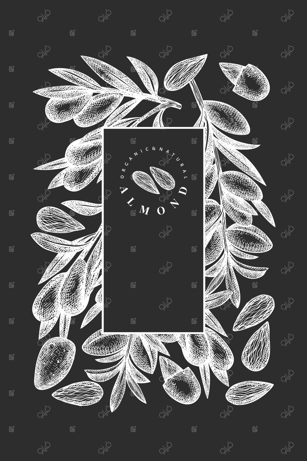 طرح دستی بادام. تصویرسازی مواد غذایی ارگانیک روی تخته کچ. تصویرسازی قدیمی آجیل.