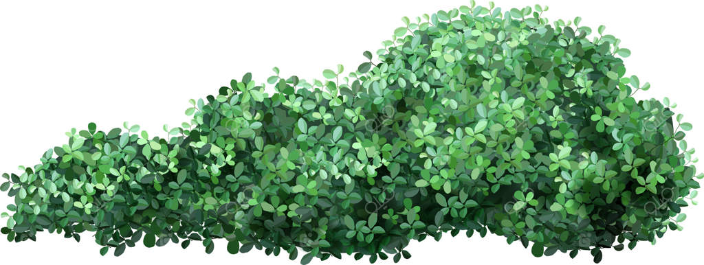 برگ‌های سبز و انبوه، حصار طبیعی می‌سازند: شاخسارهای زنده و پرتراکم، دیواری ضخیم و بافت‌دار ایجاد می‌کنند که برای طراحی باغ‌ها یا طرح‌های طبیعی ایده‌آل است.