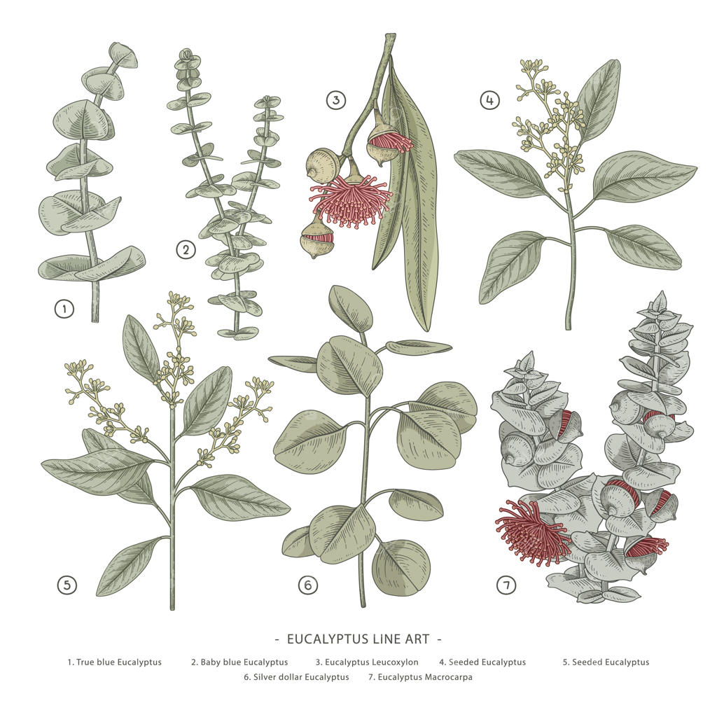 تصاویر گیاه‌شناسی از شاخه‌های اوکالیپتوس به صورت طراحی دستی.