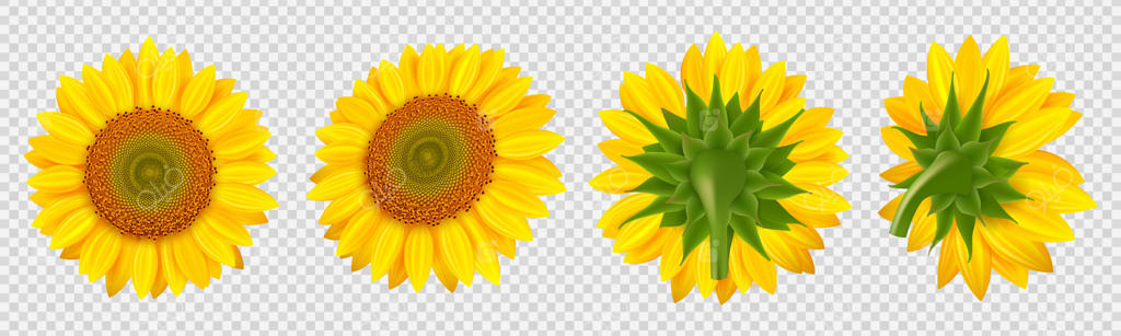 گل آفتابگردان شکوفا: آفتابگردان‌های واقعی بر روی پس‌زمینه شفاف