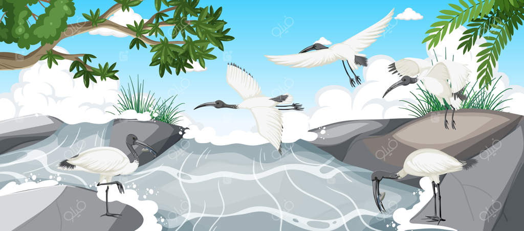 گروه ایبیس سفید استرالیایی در جنگل