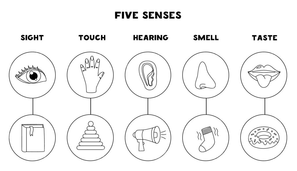 پنج اندام حسی، تصویرسازی. بینایی، شنوایی، چشایی، لامسه، بویایی. کاربرگ سیاه و سفید.