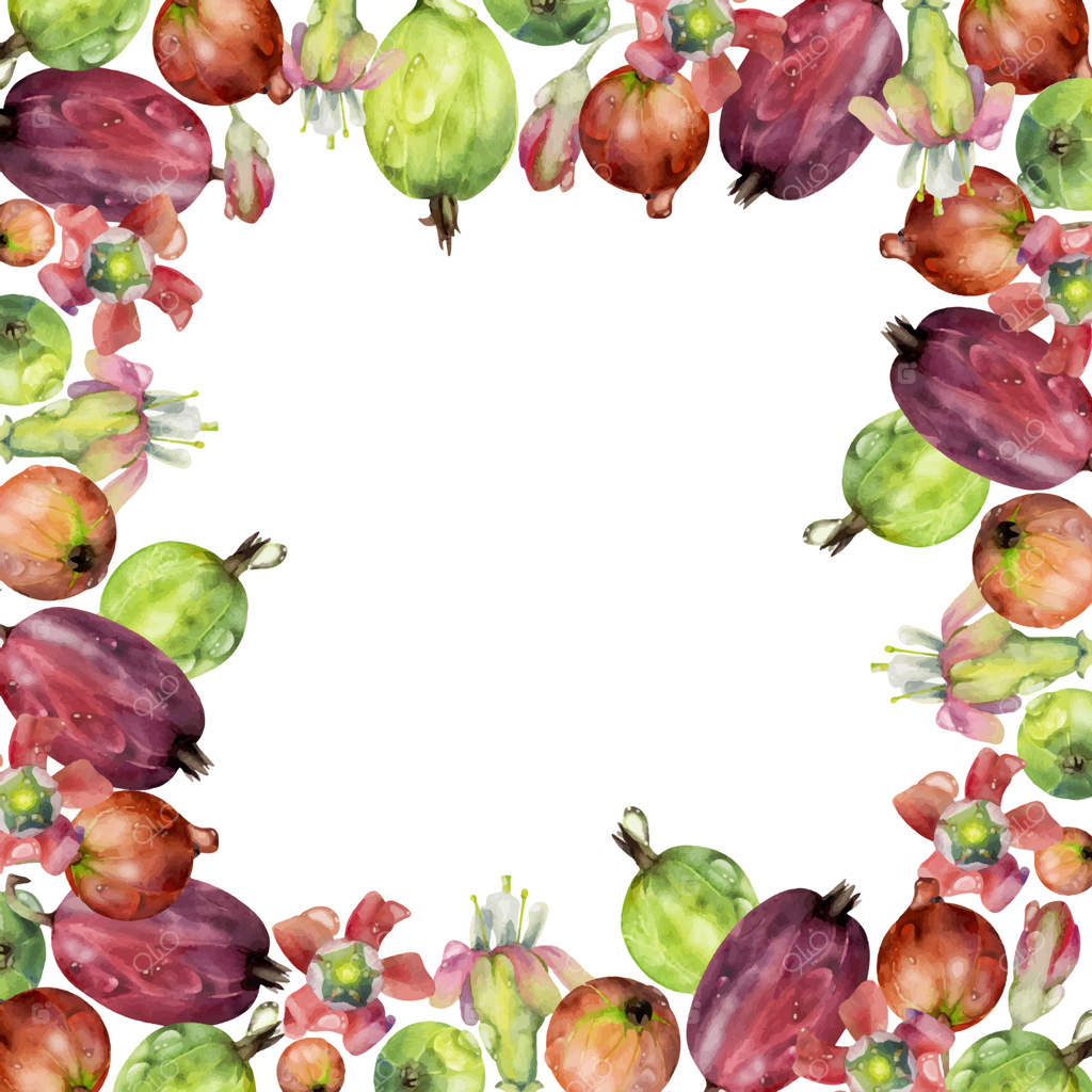 باغ انگور فرنگی و توت سیاه، گل‌ها در شبنم آب نقاشی شده با آبرنگ. قاب مربع جداگانه. مناسب برای مرباهای خانگی، کتاب‌های دستور پخت، منوی کافه، لوازم‌التحریر، دکور فروشگاه مواد غذایی.