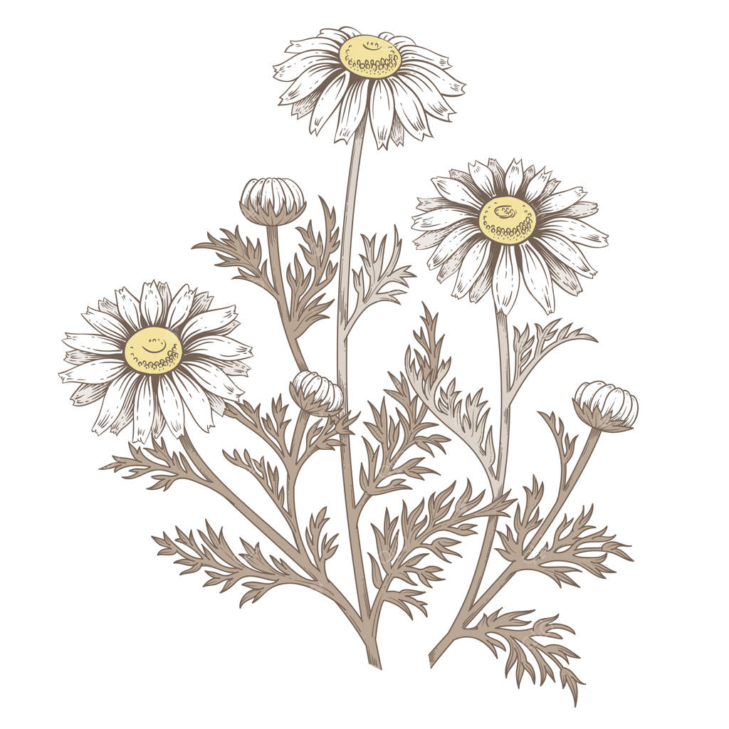 گل بابونه دارویی