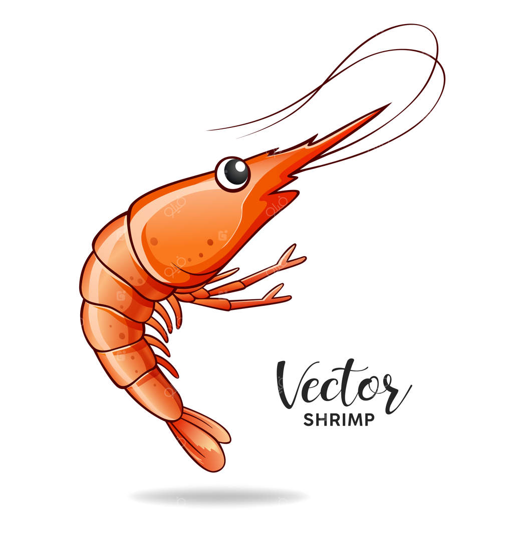 طرح وکتور میگو در پس‌زمینه سفید - فایل EPS10 وکتور گرافیکی