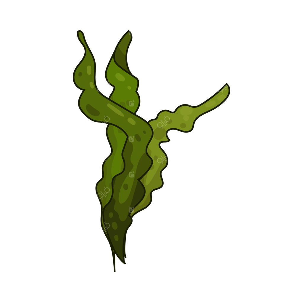 جلبک دریایی