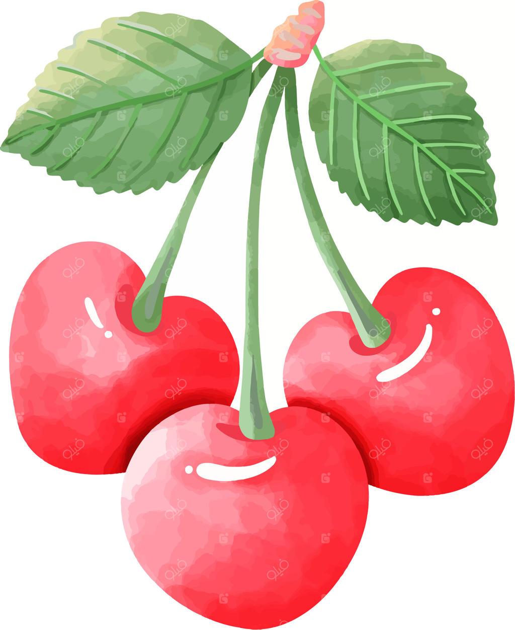 خوشه گیلاس آبرنگی با برگ‌ها