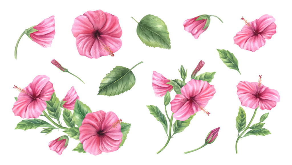 گل‌های هیبیسکوس صورتی زنده برای طراحی‌های گل‌ها: وکتور حرفه‌ای