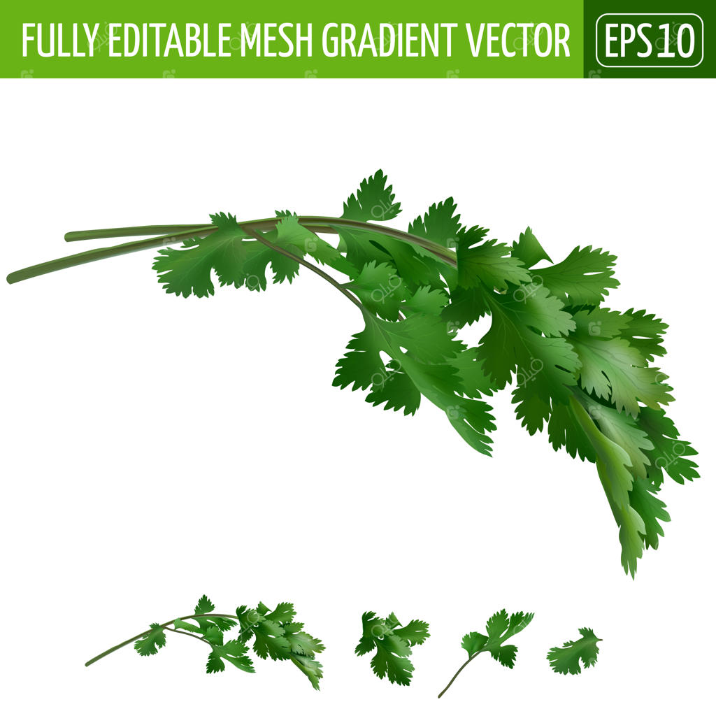 تصویر گشنیز روی زمینه سفید