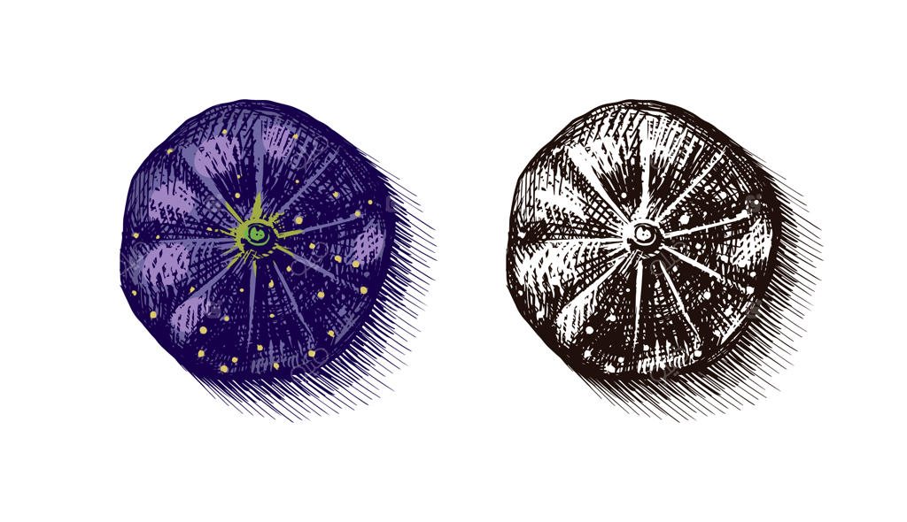 برگ‌ها و میوه‌های تازه انجیر.