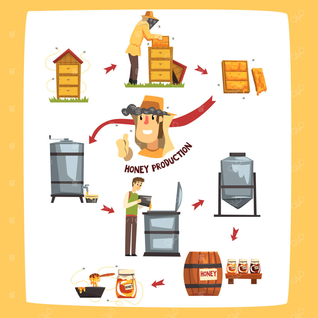 مراحل تولید عسل، برداشت عسل توسط زنبورداران و نگهداری در شیشه - تصاویر کارتونی روی زمینه سفید