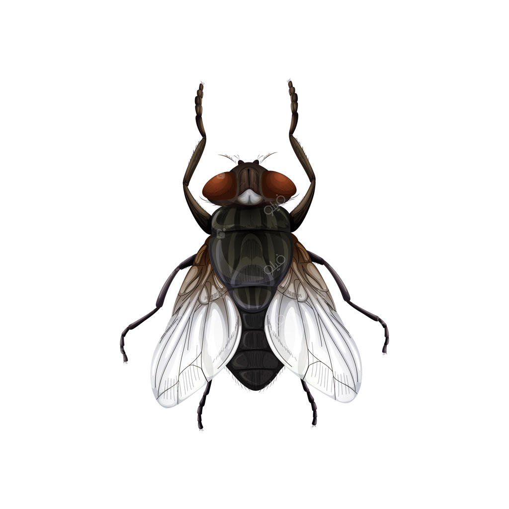 وکتور کارتونی مگس بازیگوش در پس‌زمینه سفید