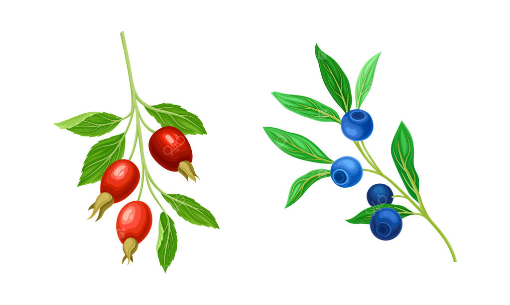 مجموعه شاخه های قرمز و آبی با میوه های رسیده و خوراکی آویزان