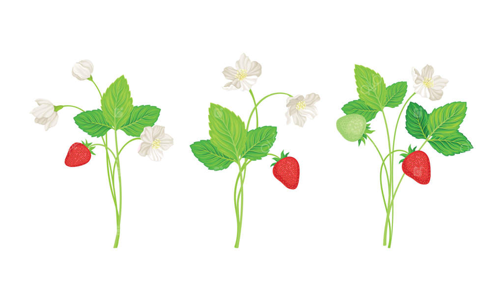 توت‌فرنگی باغی با میوه قرمز رسیده در کنار گل‌های سفید