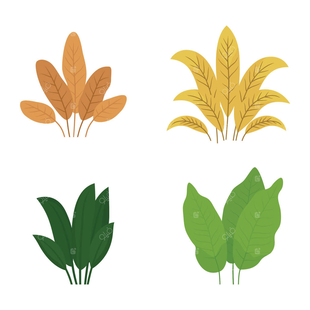 مجموعه‌ای از برگ‌های گیاهان استوایی در باغ پارک