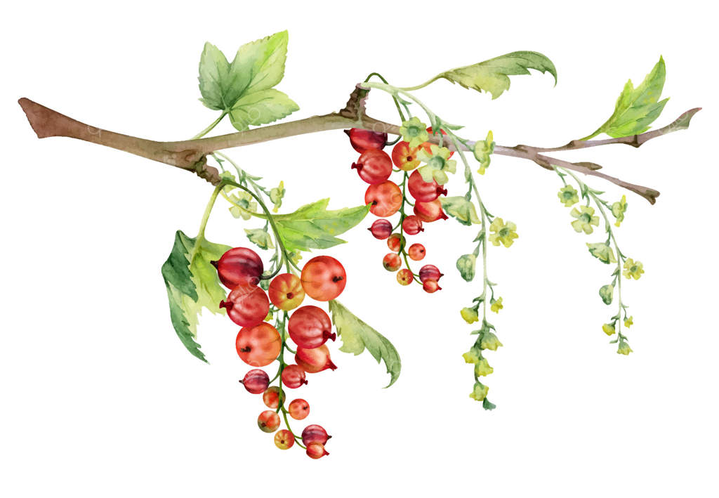 انگور فرنگی قرمز با خوشه‌ گل‌های بلند، برگ‌های سبز، طراحی شده با آبرنگ، توت باغی آویخته از شاخه‌ها. تصویر ایزوله. برچسب‌های مواد غذایی برای لوازم آرایشی دست‌ساز، شمع‌های معطر، و شیشه‌های مربا.