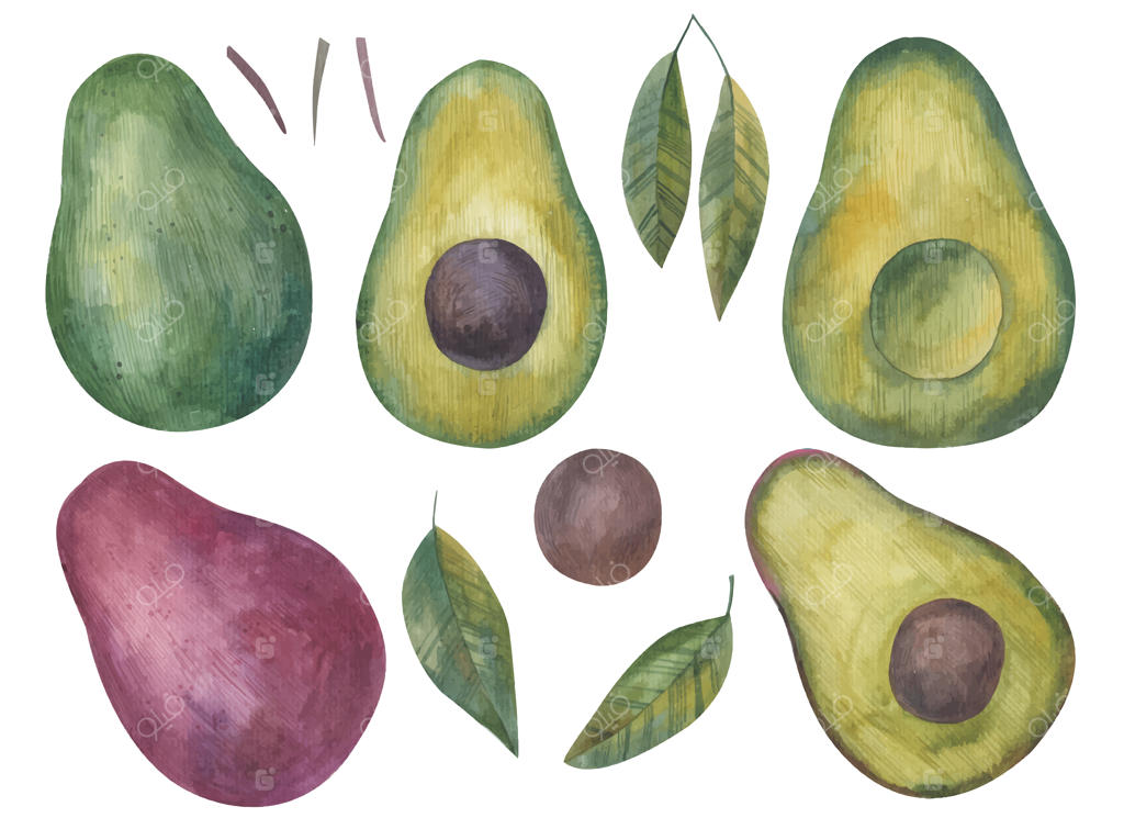 ست آووکادو با آبرنگ. مجموعه‌ای از آووکادوهای دست‌کشیده و مجزا. مجموعه‌ای از غذاهای سالم. تصویرسازی گیاهی.