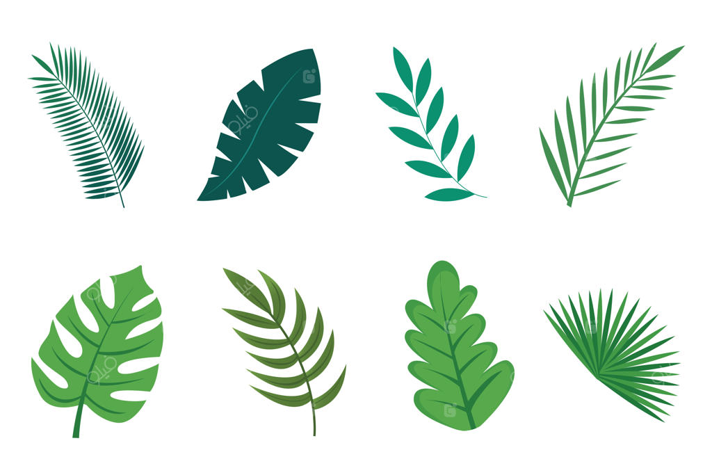 مجموعه عناصر برگ‌های استوایی در طراحی وکتور ساده و شیک