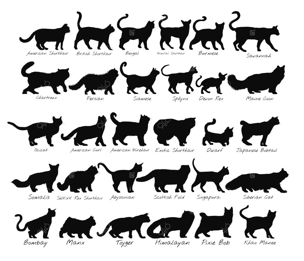 مجموعه تصویرسازی حیوانات با سبک طراحی