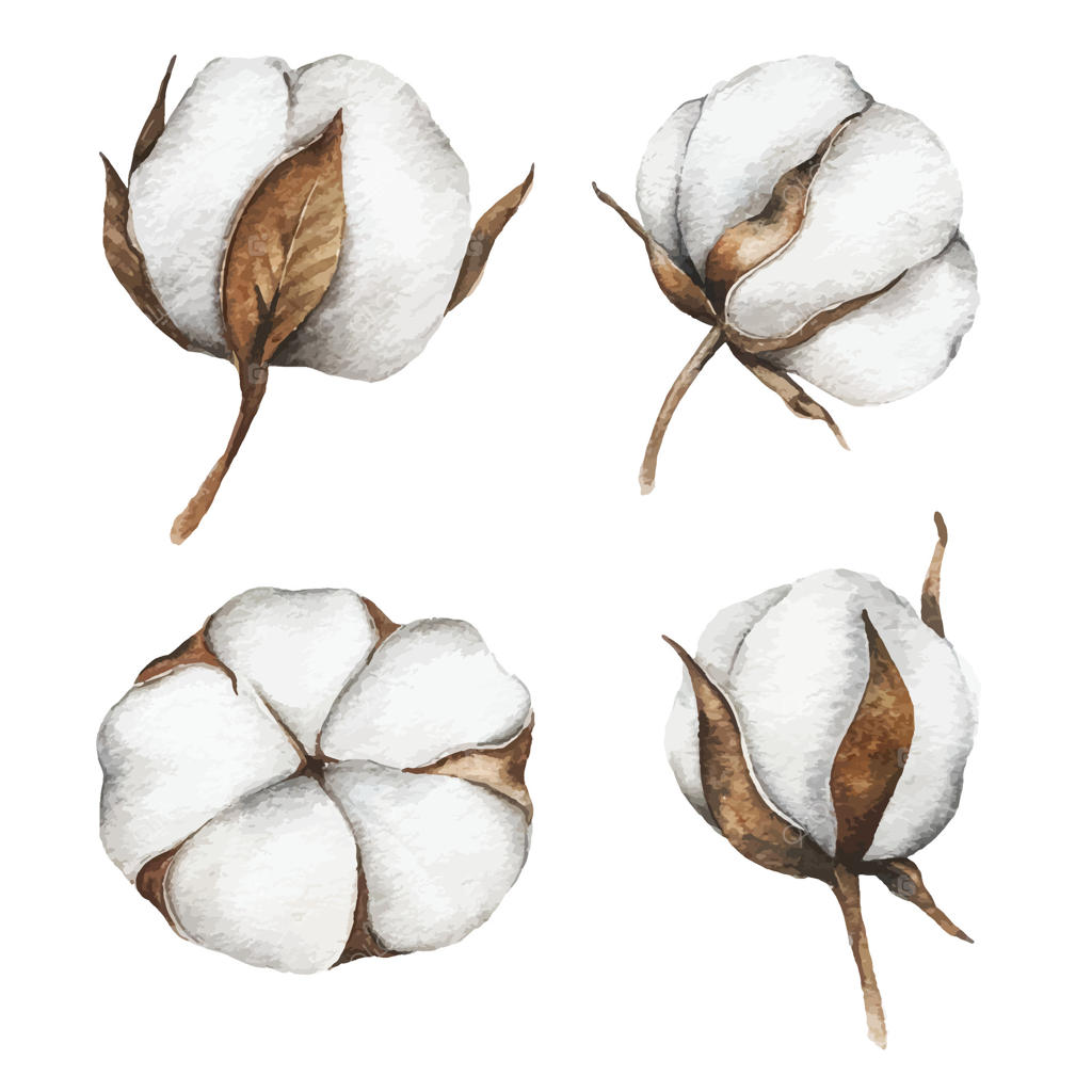 تصاویر شگفت‌انگیز گل‌های پنبه برای هنر و دکوراسیون (وکتور حرفه‌ای)