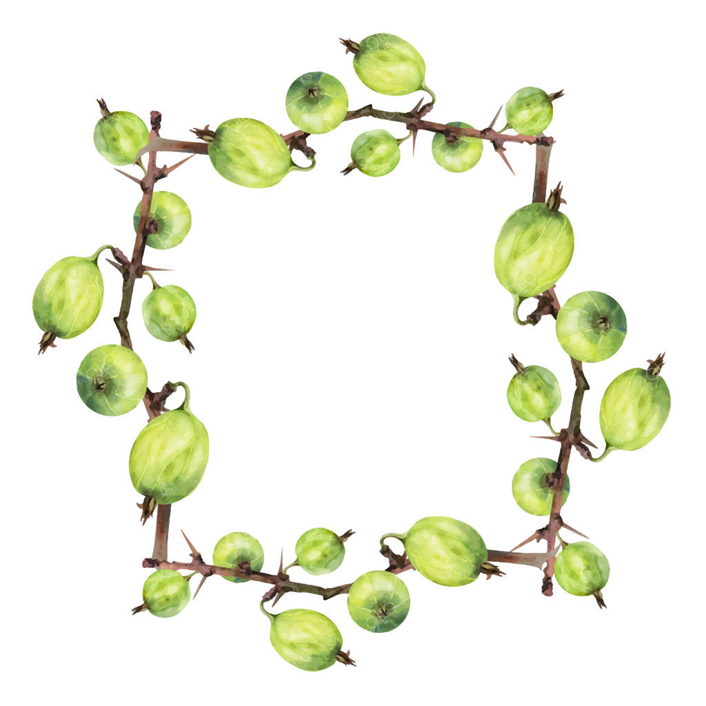 انگور فرنگی و انگور سیاه بر روی شاخه‌ خاردار، آبرنگ دست‌کشیده. توت‌های باغ رسیده: جون‌بری، کاسیل، جستا‌بری. قاب مربعی مجزا. مرباها، کتاب آشپزی، و لوازم‌التحریر فروشگاه خواروبار.