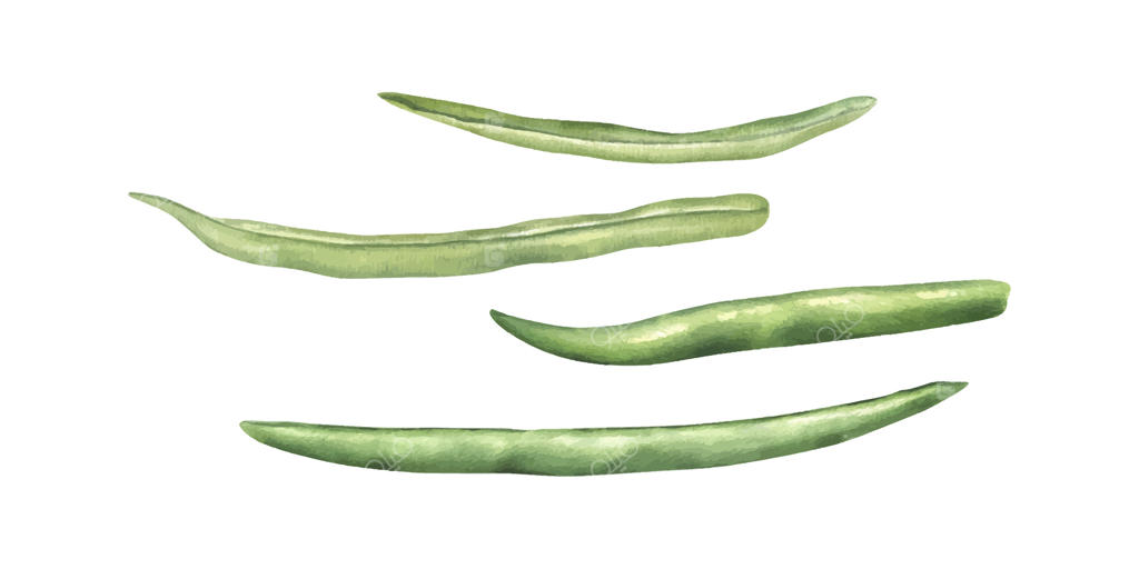 مجموعه لوبیاسبز: مواد ارگانیک تازه برای غذای سالم. سبزیجات باغی در سبک واقعی. نمای بالا. تصویرسازی آبرنگی. عناصر گل‌دار برای منو، دستور پخت و کتاب آشپزی.