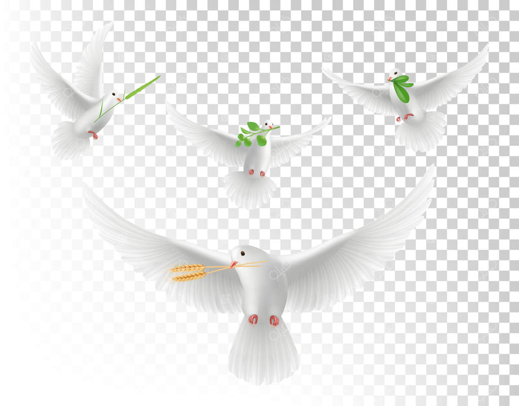 کبوتران واقعی با شاخه‌ها. مجموعه کبوترهای سفید در حال پرواز. تصویر واقع‌گرایانه کبوتر با شاخه سبز