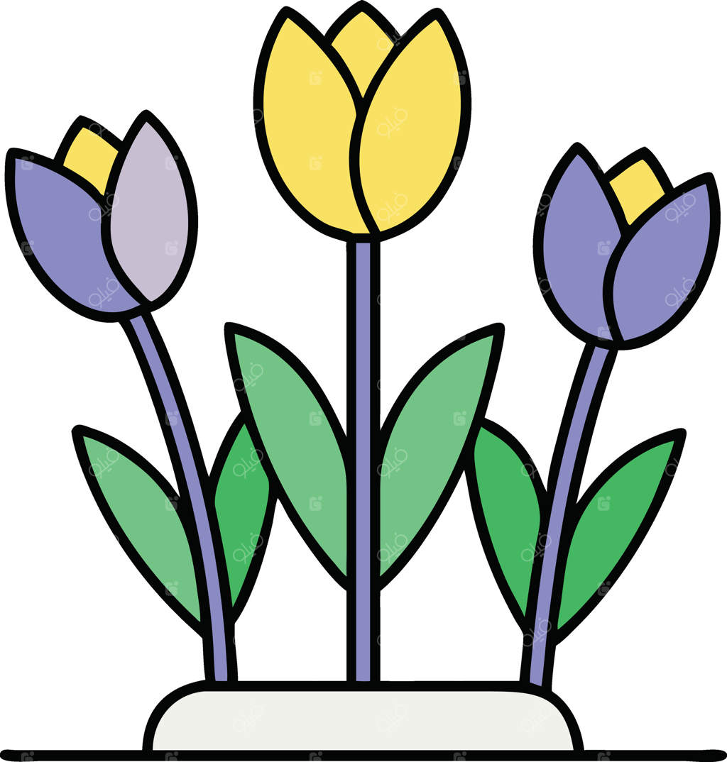 سه لاله رنگارنگ در گلدان بهاری در حال شکفتن