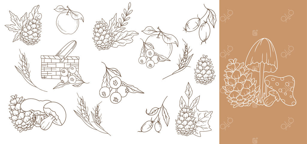 چیدمان‌های باغ پاییزی بر زمینه سفید. طراحی خطی توت. طرح‌های دستی پاییز. صفحه رنگ‌آمیزی پاییزی. گرافیک‌های سنتی شکرگزاری