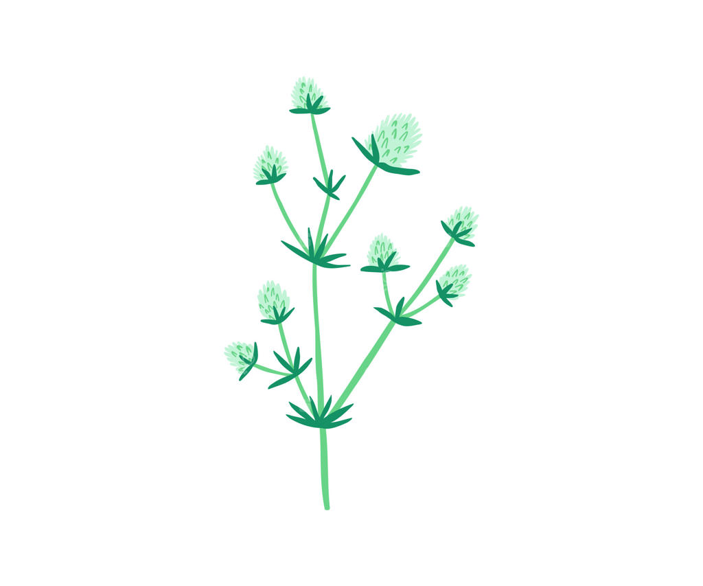 گل‌های تابستانی دست‌کشیده. باغ، باغ گل، گیاهان. تصویرسازی به سبک ساده.