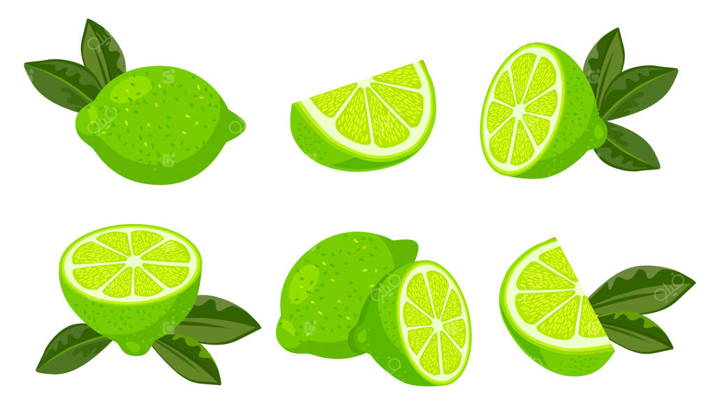 مجموعه تصاویر وکتور از لیموهای کامل و برش‌خورده با برگ. میوه سبز و آبدار مرکبات، غذای سالم و ارگانیک یا ویتامین‌ها بر روی زمینه سفید. مفهوم غذا، تابستان و طبیعت