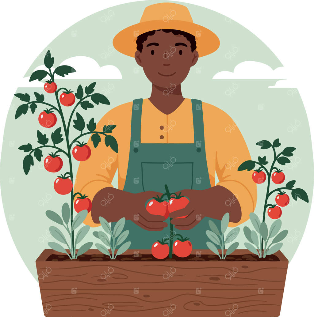 کشاورز در حال برداشت گوجه‌فرنگی قرمز رسیده در باغچه، با گیاهان سبز و پوشیدن کلاه و پیش‌بند - تصویرسازی تخت